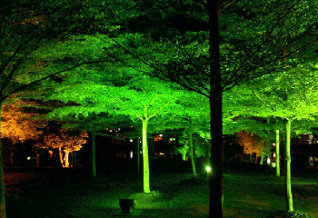 Подсветка дерева прожекторами