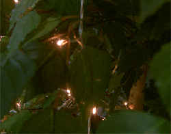 Подсветка дерева светодиодной гирляндой Твинкл лайт